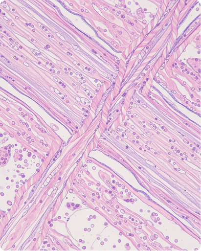 hydrolysed Collagen: A Key to Youthful Skin?